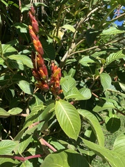 Sanchezia parvibracteata