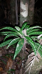 Psychotria armandii