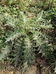 Cirsium ehrenbergii