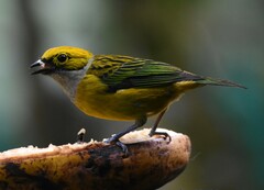 Tangara icterocephala