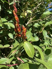 Sanchezia parvibracteata