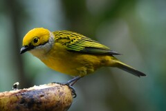 Tangara icterocephala