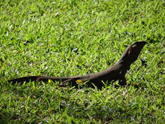 Varanus bengalensis