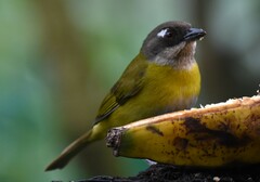 Chlorospingus flavopectus