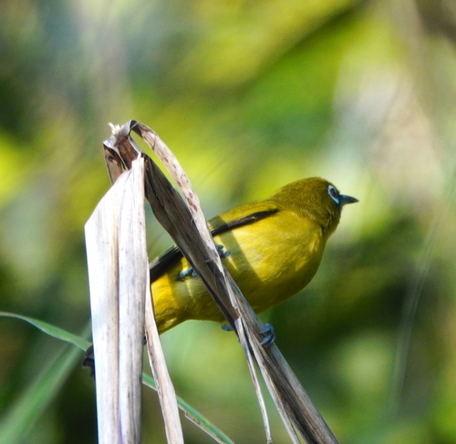 Buru White-eye (Zosterops buruensis), photo 2