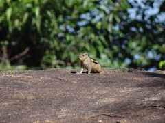 Funambulus palmarum