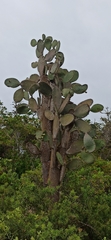 Opuntia galapageia