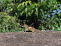 Funambulus palmarum