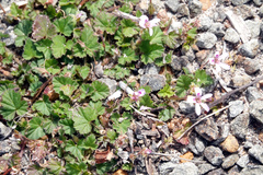 Pelargonium littorale