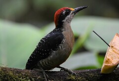 Melanerpes pucherani