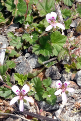Pelargonium littorale