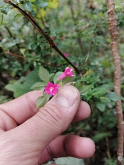 Fuchsia microphylla