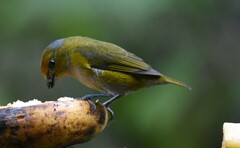 Euphonia anneae