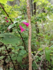 Fuchsia microphylla