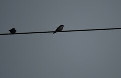 Pygochelidon cyanoleuca