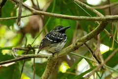 Hylophylax punctulatus