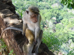 Macaca sinica