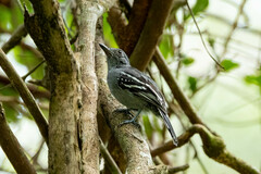 Thamnophilus amazonicus