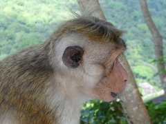 Macaca sinica