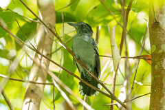 Thamnophilus amazonicus