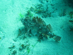 Scorpaena jacksoniensis