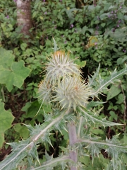 Cirsium ehrenbergii