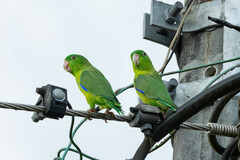 Forpus crassirostris