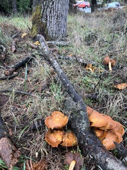 Gymnopilus ventricosus