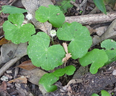 Hydrocotyle leucocephala