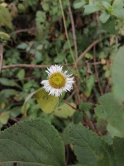 Erigeron longipes