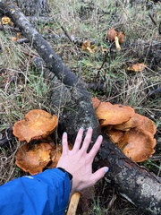 Gymnopilus ventricosus