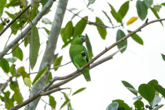 Graydidascalus brachyurus