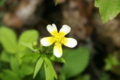 Ranunculus hispidus
