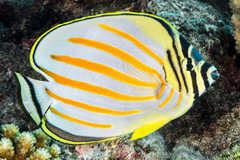 Ornate Butterflyfish photo 3