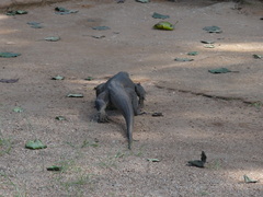 Varanus bengalensis