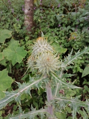 Cirsium ehrenbergii