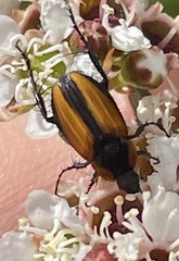 Phyllotocus scutellaris