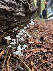 Marasmius calhouniae