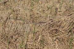 Cnemidophorus arubensis