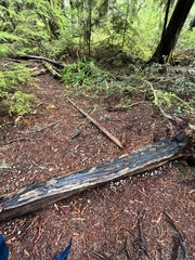 Marasmius calhouniae