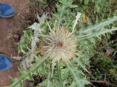 Cirsium ehrenbergii