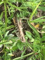 Chorthippus brunneus