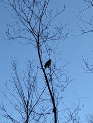 Accipiter