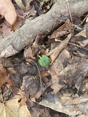 Hepatica americana