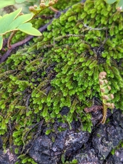 Ptychomnion aciculare