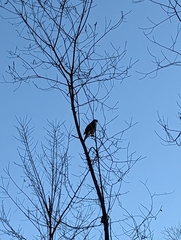 Accipiter