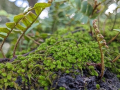 Ptychomnion aciculare