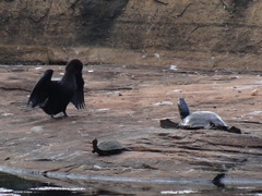 Melanochelys trijuga