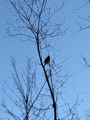 Accipiter