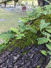 Ptychomnion aciculare